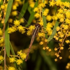 Diplacodes bipunctata (Wandering Percher) at Higgins, ACT - 13 Sep 2024 by AlisonMilton