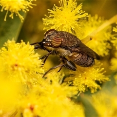 Stomorhina subapicalis (A snout fly) at Higgins, ACT - 13 Sep 2024 by AlisonMilton