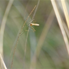 Unidentified Crane fly, midge, mosquito or gnat (several families) at West Hobart, TAS - 31 Oct 2024 by VanessaC