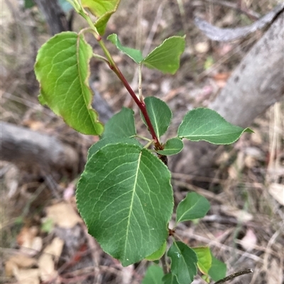 Pyrus calleryana (Callery Pear) at Watson, ACT - 7 Nov 2024 by waltraud