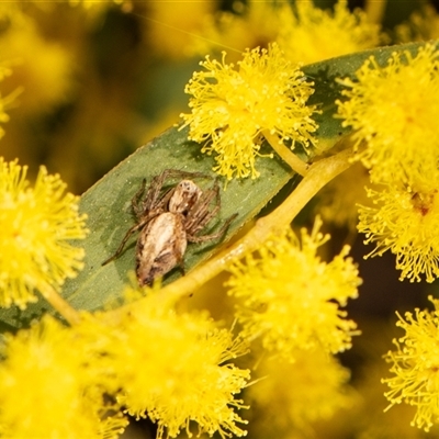 Oxyopes (genus) (Lynx spider) at Higgins, ACT - 13 Sep 2024 by AlisonMilton