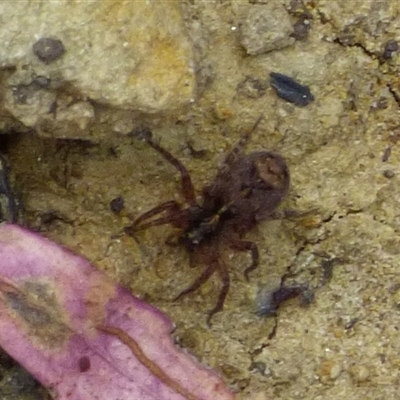 Tetralycosa sp. (genus) at West Hobart, TAS - 31 Oct 2024 by VanessaC