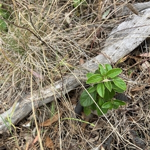 Viburnum tinus at Watson, ACT - 7 Nov 2024