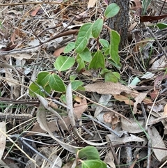 Viburnum tinus at Watson, ACT - 7 Nov 2024