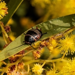 Ellipsidion australe (Austral Ellipsidion cockroach) at Higgins, ACT - 13 Sep 2024 by AlisonMilton