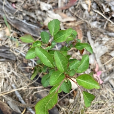 Pyrus calleryana (Callery Pear) at Watson, ACT - 7 Nov 2024 by waltraud