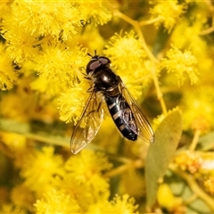 Melangyna sp. (genus) at Higgins, ACT - 13 Sep 2024