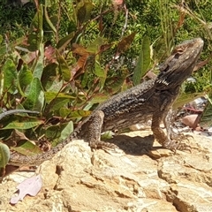 Pogona barbata (Eastern Bearded Dragon) at Hackett, ACT - 9 Nov 2024 by Jeanette