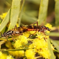 Ectinorhynchus sp. (genus) (A Stiletto Fly) at Higgins, ACT - 13 Sep 2024 by AlisonMilton