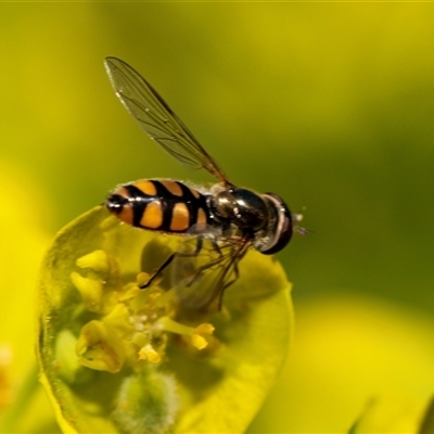 Melangyna viridiceps (Hover fly) at Higgins, ACT - 13 Sep 2024 by AlisonMilton