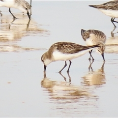 Calidris ruficollis (Red-necked Stint) at Yambuk, VIC - 2 Nov 2024 by MB