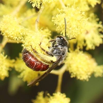 Lasioglossum (Parasphecodes) sp. (genus & subgenus) (Halictid bee) at Higgins, ACT - 10 Sep 2024 by AlisonMilton