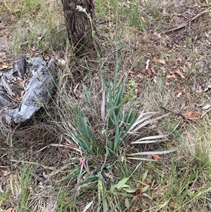 Dianella sp. aff. longifolia (Benambra) at Watson, ACT - 7 Nov 2024