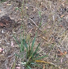 Dianella sp. aff. longifolia (Benambra) at Watson, ACT - 7 Nov 2024