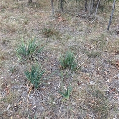 Dianella sp. aff. longifolia (Benambra) at Watson, ACT - 7 Nov 2024