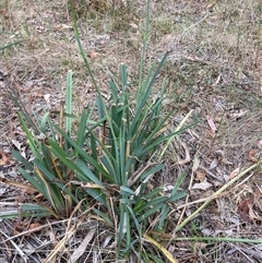 Dianella sp. aff. longifolia (Benambra) at Watson, ACT - 7 Nov 2024