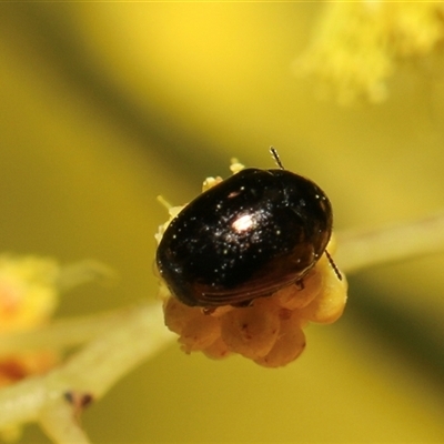 Altica sp. (genus) (Flea beetle) at Higgins, ACT - 10 Sep 2024 by AlisonMilton