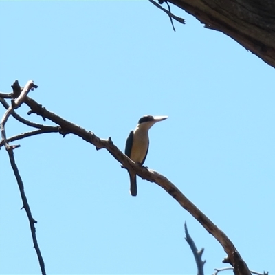 Todiramphus sanctus (Sacred Kingfisher) at Charlton, VIC - 4 Nov 2024 by MB