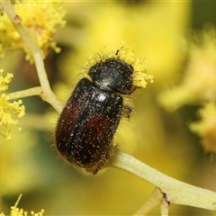 Heteronyx dimidiatus (Dimidiatus scarab beetle) at Higgins, ACT - 10 Sep 2024 by AlisonMilton