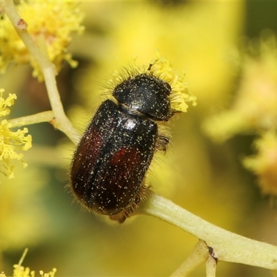 Heteronyx sp. (genus) (Scarab beetle) at Higgins, ACT - 10 Sep 2024 by AlisonMilton