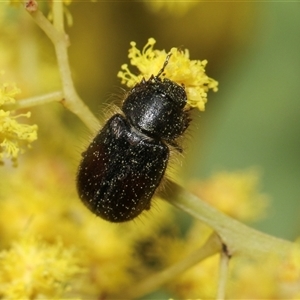 Heteronyx dimidiatus at Higgins, ACT - 10 Sep 2024 12:51 PM