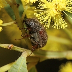 Heteronyx dimidiatus at Higgins, ACT - 10 Sep 2024 12:51 PM