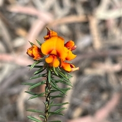 Pultenaea murrayi (Queanbeyan bush-pea) at Carwoola, NSW - 9 Nov 2024 by RWPurdie