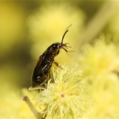 Sarothrocrepis civica (An arboreal 'ground' beetle) at Higgins, ACT - 10 Sep 2024 by AlisonMilton