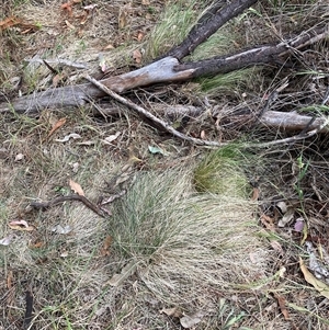 Nassella trichotoma at Watson, ACT - 7 Nov 2024