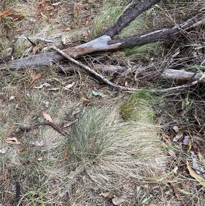 Nassella trichotoma (Serrated Tussock) at Watson, ACT - 7 Nov 2024 by waltraud