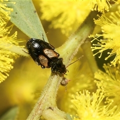 Sarothrocrepis civica (An arboreal 'ground' beetle) at Higgins, ACT - 10 Sep 2024 by AlisonMilton