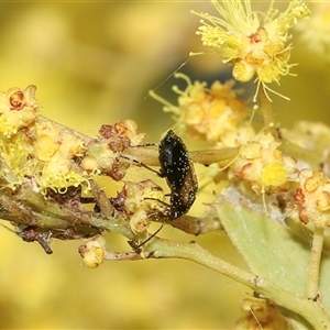 Sarothrocrepis civica at Higgins, ACT - 10 Sep 2024