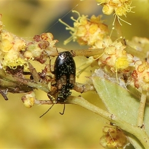 Sarothrocrepis civica at Higgins, ACT - 10 Sep 2024