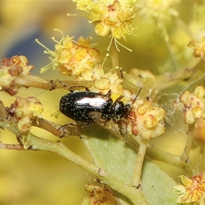 Sarothrocrepis civica at Higgins, ACT - 10 Sep 2024