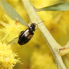 Sarothrocrepis civica at Higgins, ACT - 10 Sep 2024