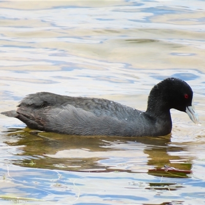 Fulica atra (Eurasian Coot) at Wooroonook, VIC - 4 Nov 2024 by MB