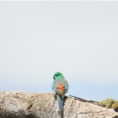 Psephotus haematonotus (Red-rumped Parrot) at Wooroonook, VIC - 4 Nov 2024 by MB