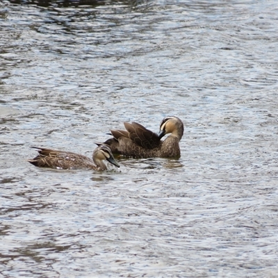 Anas superciliosa (Pacific Black Duck) at Wooroonook, VIC - 4 Nov 2024 by MB