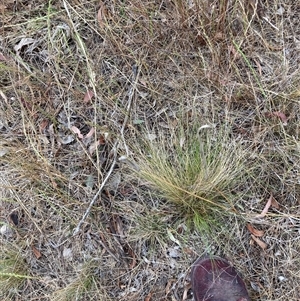 Nassella trichotoma at Watson, ACT - 7 Nov 2024 05:57 PM