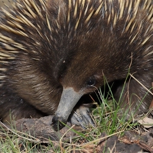 Tachyglossus aculeatus at Forde, ACT - 2 Nov 2024 12:06 PM