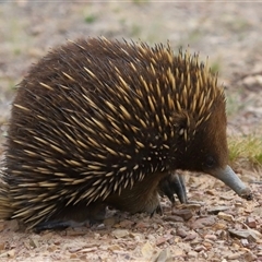 Tachyglossus aculeatus at Forde, ACT - 2 Nov 2024