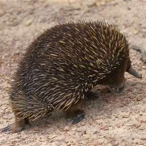 Tachyglossus aculeatus at Forde, ACT - 2 Nov 2024