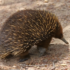 Tachyglossus aculeatus at Forde, ACT - 2 Nov 2024 12:06 PM