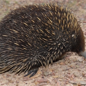 Ixodoidea (superfamily) at Forde, ACT - 2 Nov 2024