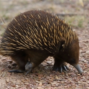 Ixodoidea (superfamily) at Forde, ACT - 2 Nov 2024