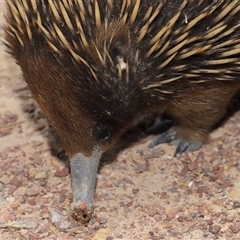 Ixodoidea (superfamily) at Forde, ACT - 2 Nov 2024