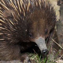 Ixodoidea (superfamily) at Forde, ACT - 2 Nov 2024