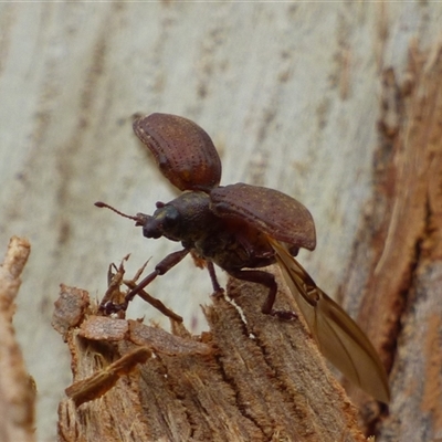 Unverified Beetle (Coleoptera) at West Hobart, TAS - 13 Oct 2024 by VanessaC