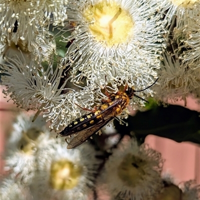 Tiphiidae (family) at Mount Kembla, NSW - 8 Nov 2024 by BackyardHabitatProject