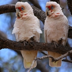 Cacatua tenuirostris (Long-billed Corella) at Wooroonook, VIC - 4 Nov 2024 by MB